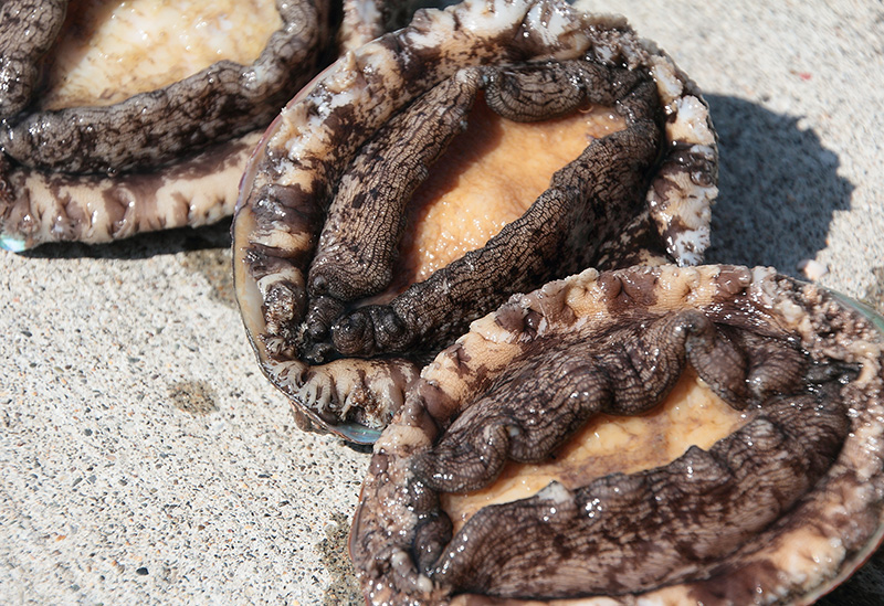 室蘭漁業協同組合