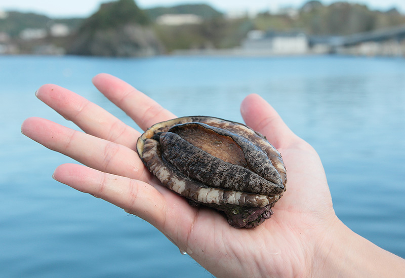 室蘭漁業協同組合