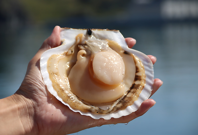 室蘭漁業協同組合