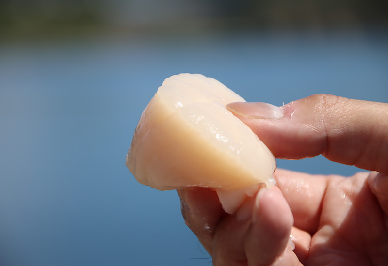 室蘭漁業協同組合