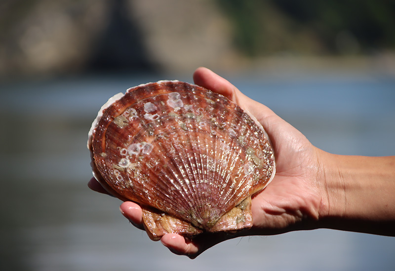 室蘭漁業協同組合