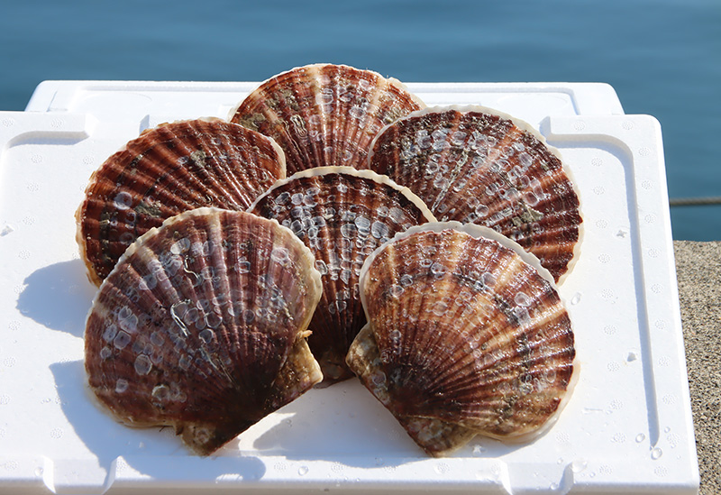 室蘭漁業協同組合