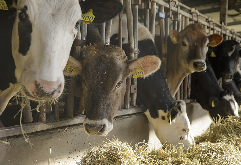 ヨーグルト工房 Atreyu