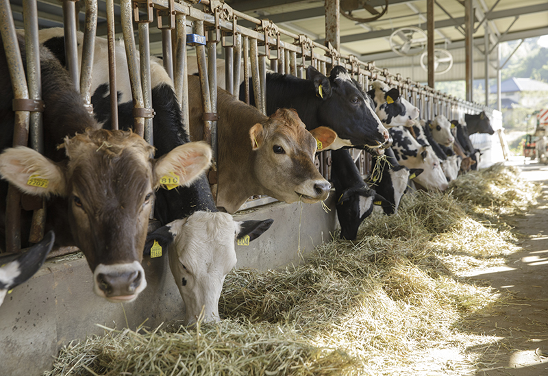 ヨーグルト工房 Atreyu