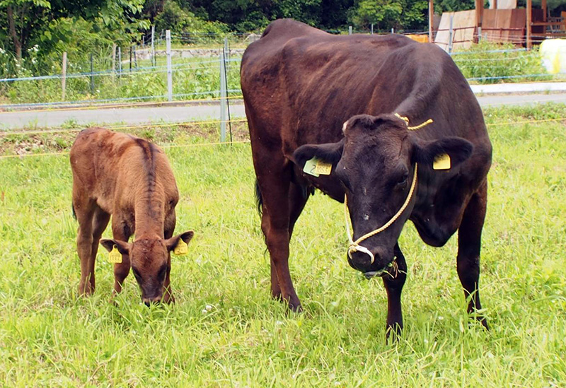 いろりカンパニー