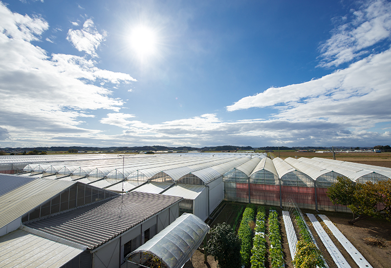 有限会社マルセンファーム