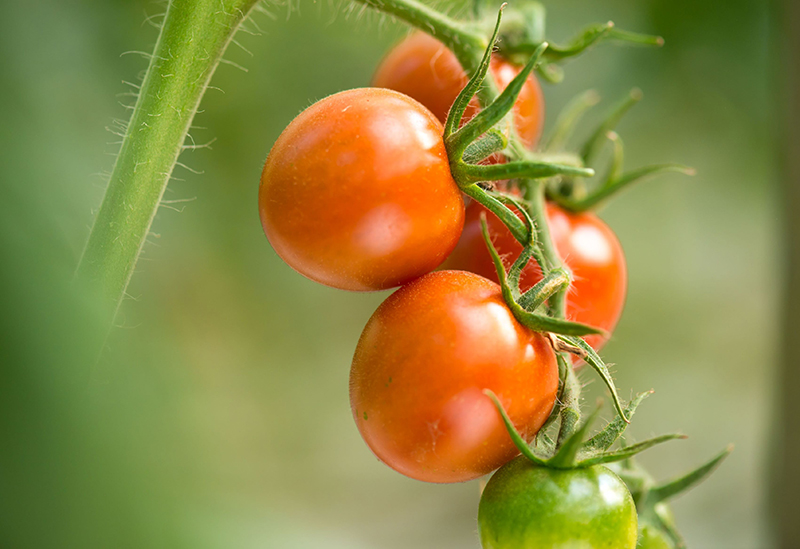 有限会社マルセンファーム