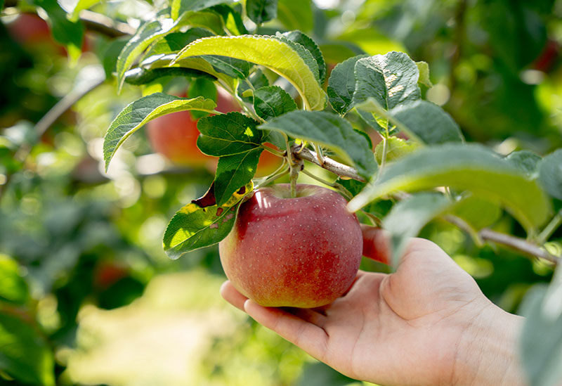 アップルポケッツ