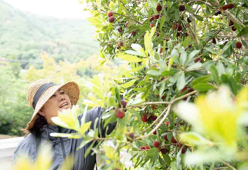 KumanoBerry