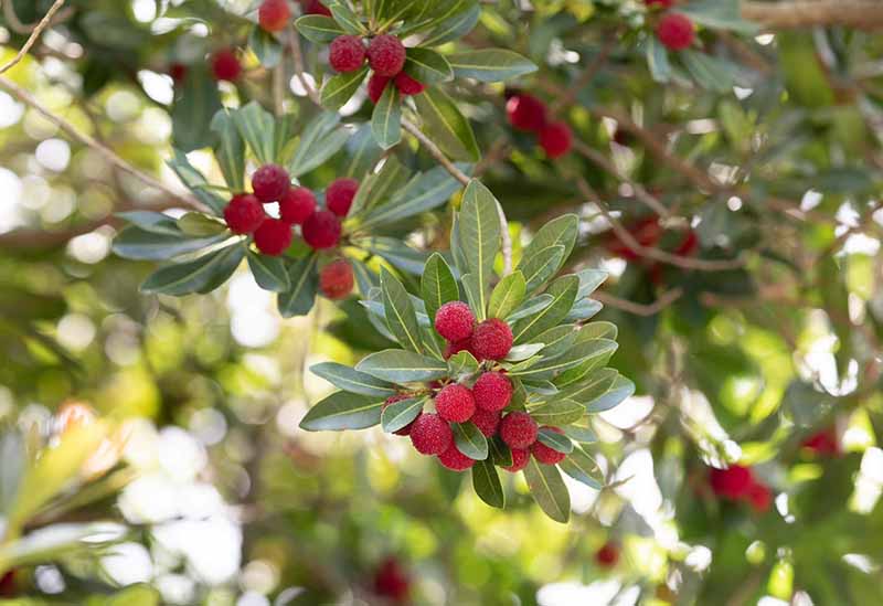 KumanoBerry