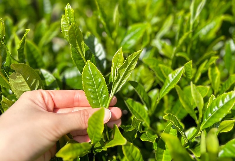 童仙房茶舗