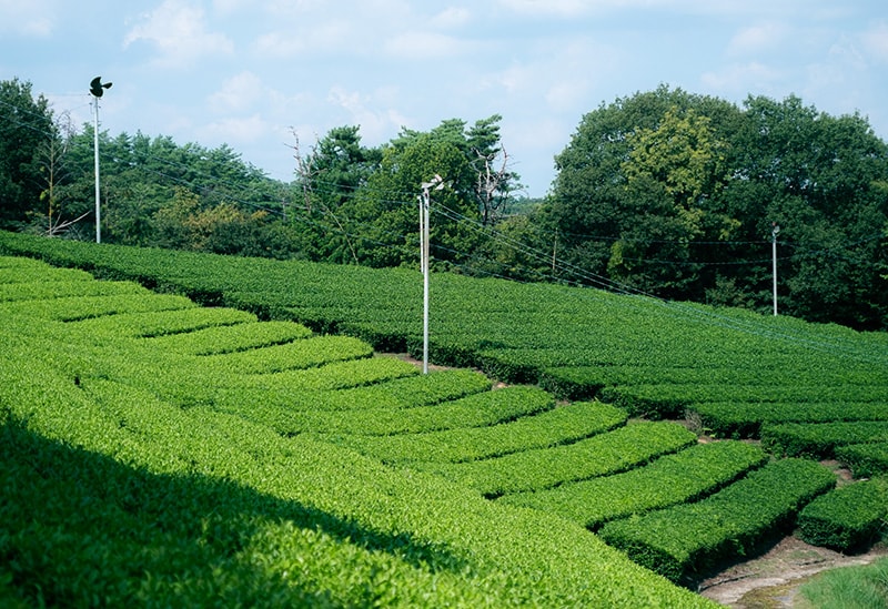 童仙房茶舗