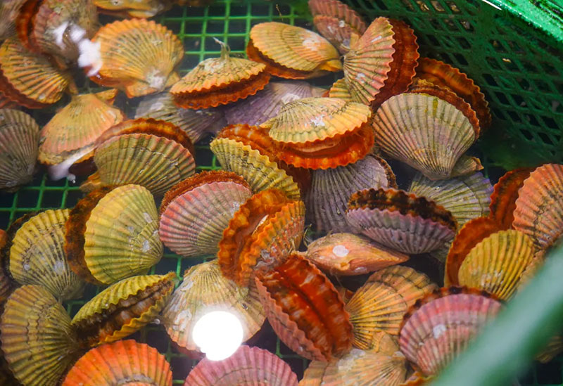 活魚　浅野水産