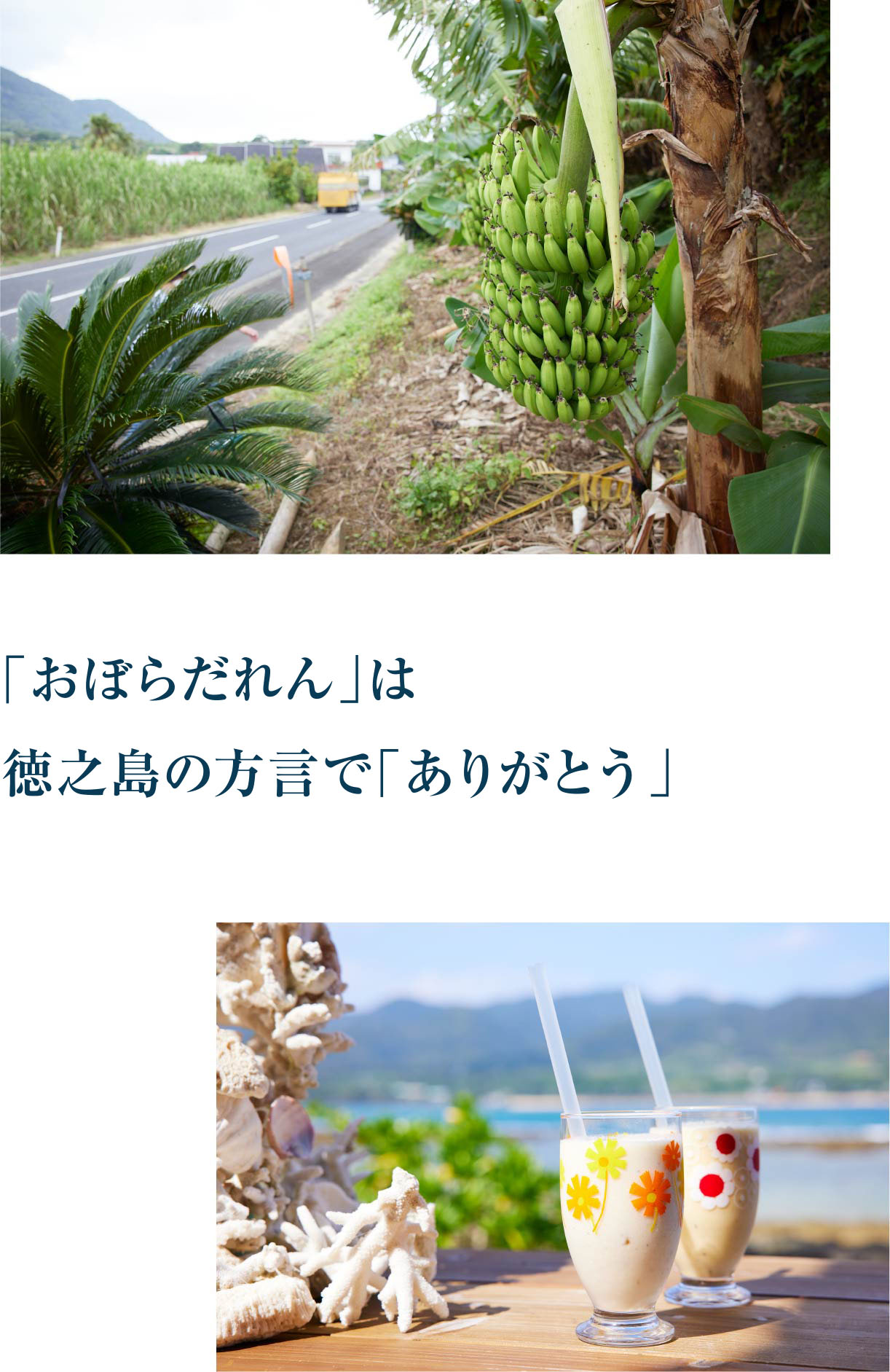 Special Interview 藤原紀香｜［旅色FO-CAL］鹿児島県徳之島町特集