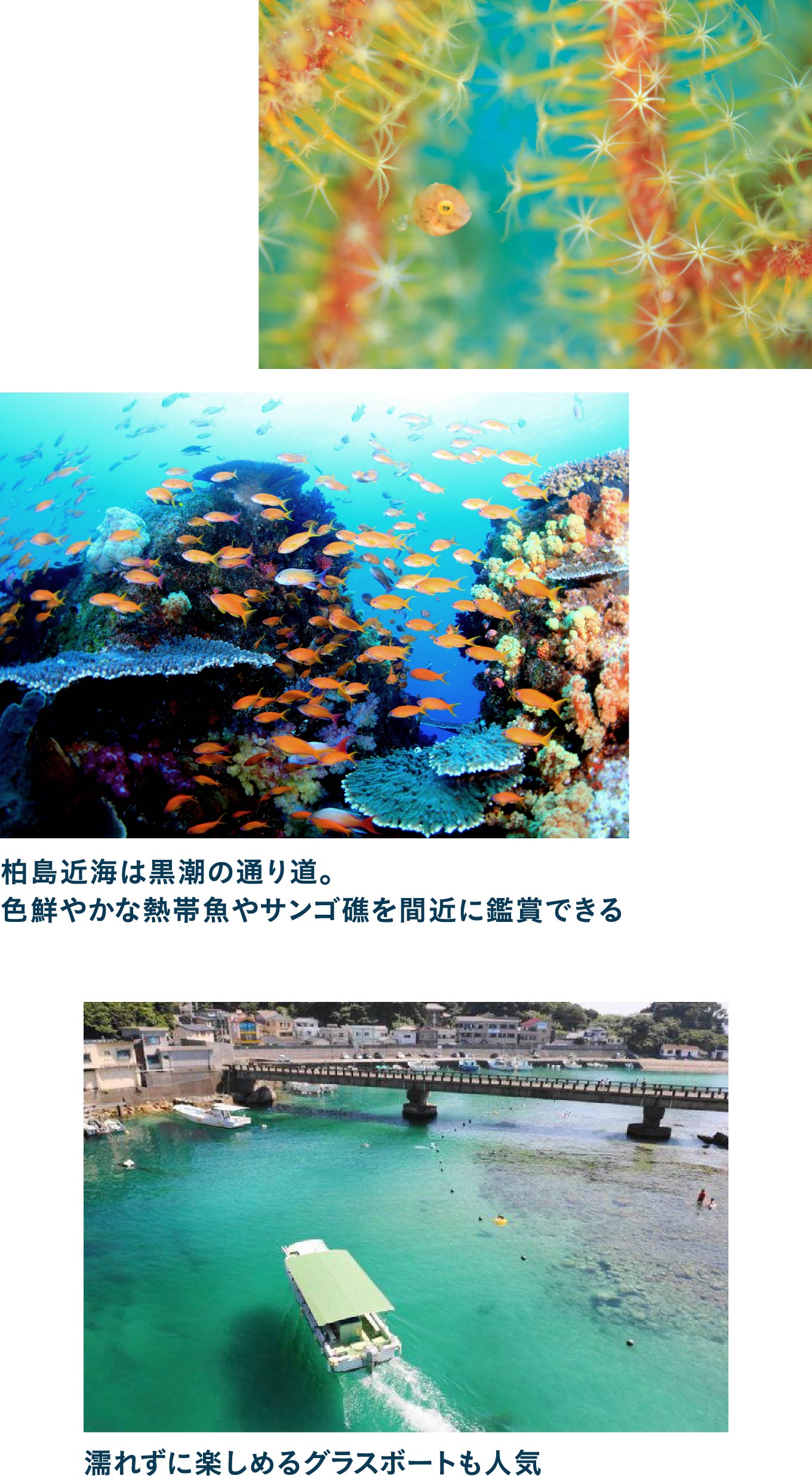 海を創る 海を創る外科医 | アクア好き外科医の日記帳📕